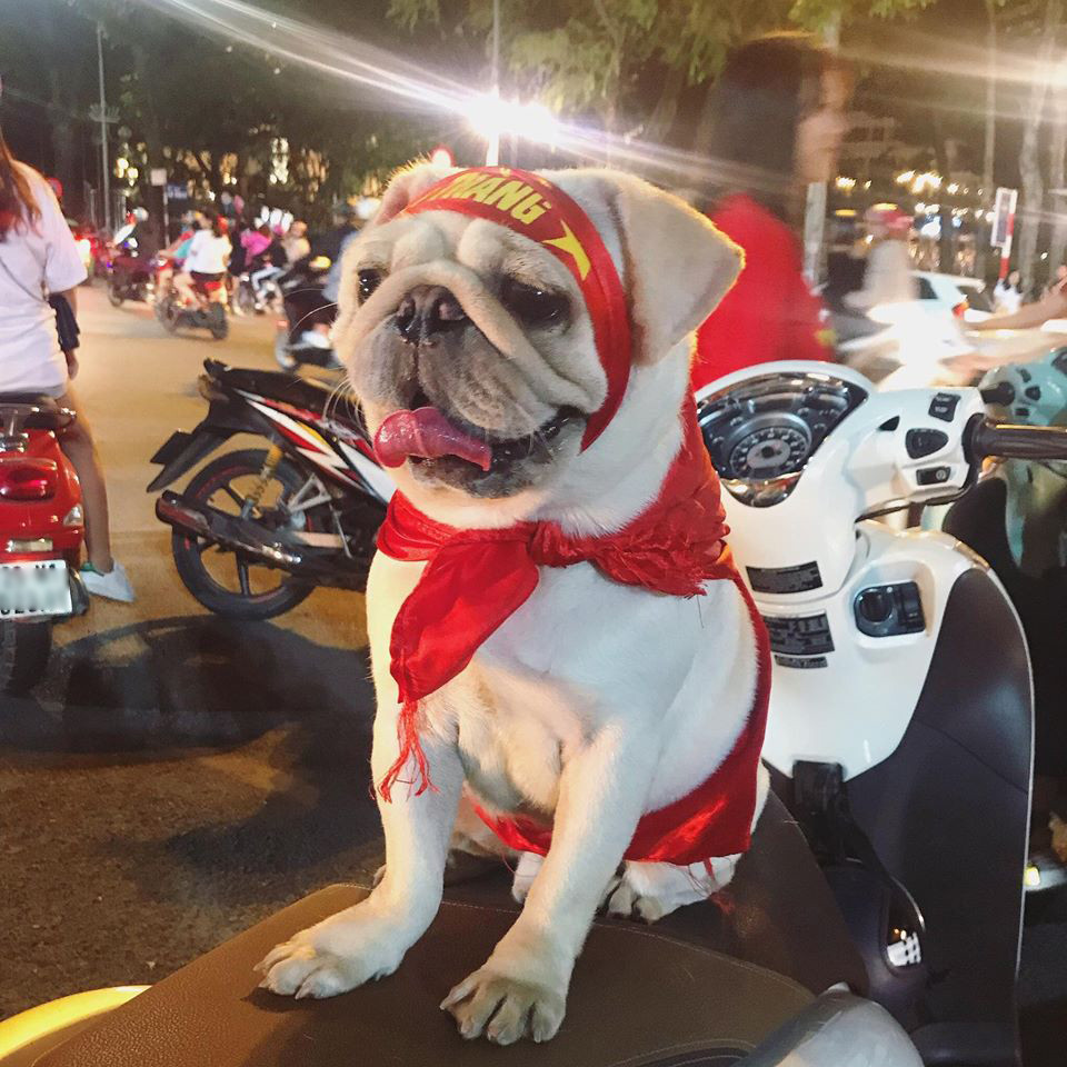 Chiến thắng áp đảo trong trận lượt đi với tuyển Philippines tại bán kết AFF Cup 2018 đã giúp cánh cửa chung kết mở rộng hơn với đội tuyển Việt Nam và sau trận thắng này, NHM đã đổ ra đường để ăn mừng chiến thắng.