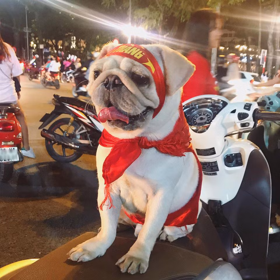 Chiến thắng áp đảo trong trận lượt đi với tuyển Philippines tại bán kết AFF Cup 2018 đã giúp cánh cửa chung kết mở rộng hơn với đội tuyển Việt Nam và sau trận thắng này, NHM đã đổ ra đường để ăn mừng chiến thắng.