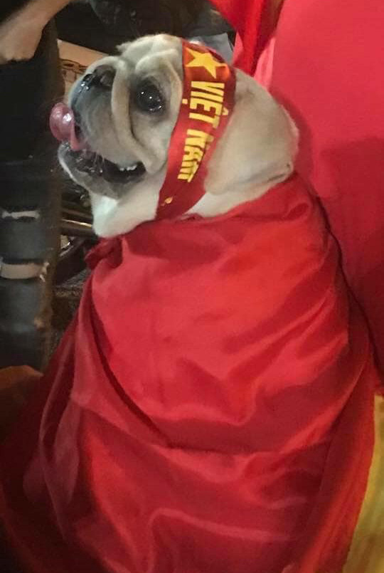 Không chỉ có NHM đổ ra đường ăn mừng chiến thắng của đội tuyển Việt Nam mà còn có các bé động vật siêu nhiệt tình.