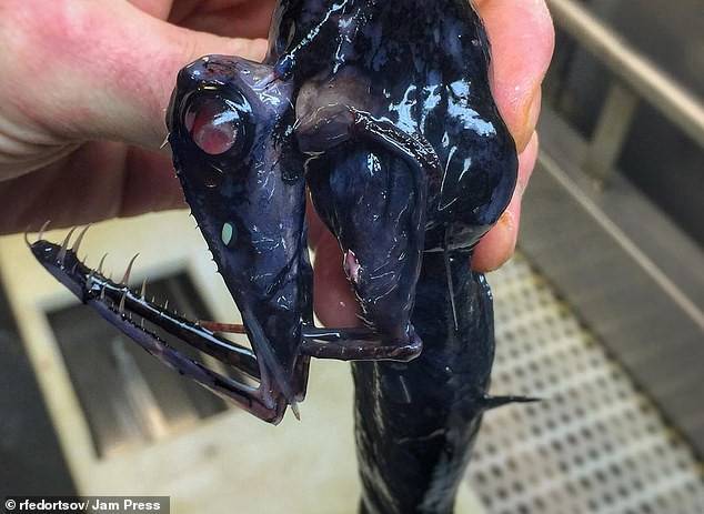 Những sinh vật này chủ yếu được tìm thấy ở Đại Tây Dương và trên vùng biển Barents. Roman tốt nghiệp Đại học Marine ở Murmansk và là chuyên gia về chế biến cá.