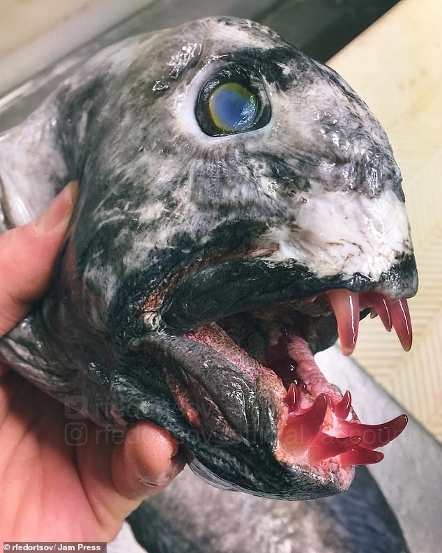 Roman nói các sinh vật biển mà anh chụp ảnh trên mạng xã hội có phải quái vật hay không thì còn tùy vào mắt người xem.