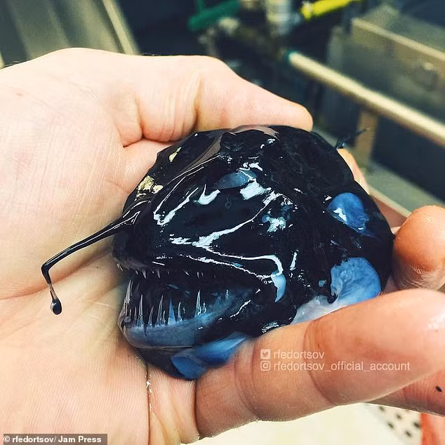 Roman nói trên AP: “Tất cả những loài cá này đều có vẻ đẹp riêng. Tôi không nói chúng trong ‘đáng sợ’ hay ‘xấu xí’. Mọi người đều quan tâm đến các sinh vật sống dưới biển sâu”.