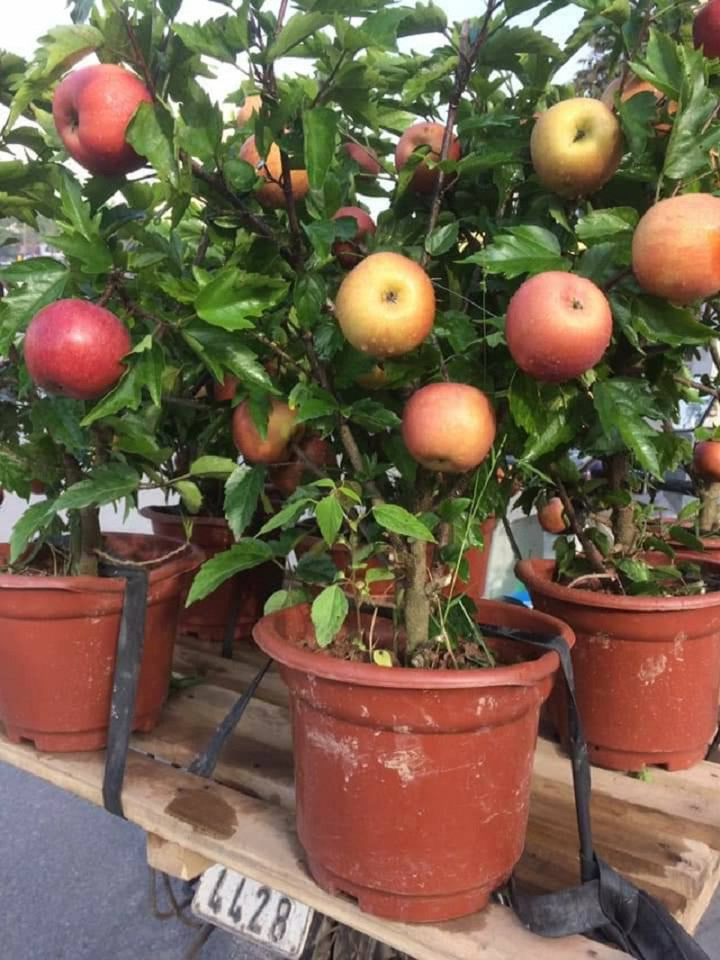 Tuy nhiên, rất nhiều cây táo bonsai được thương lái không có tâm gắn quả một đằng cây một nẻo bán cho người tiêu dùng.
