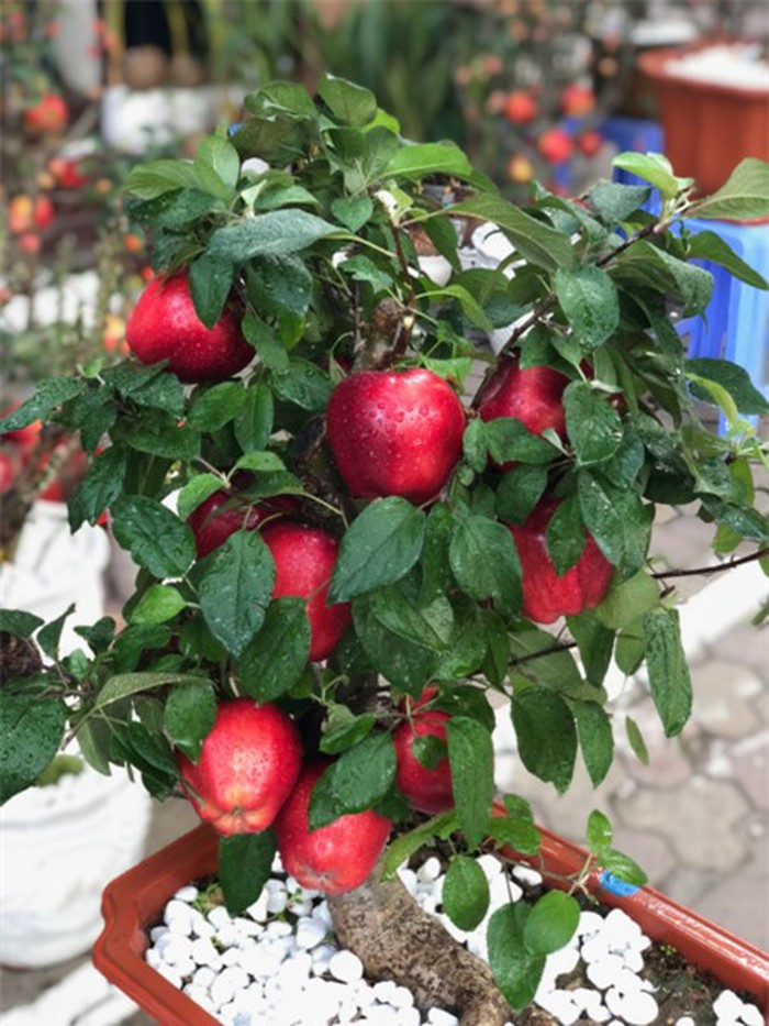 Khách mua về bày chơi Tết cả tháng, có thể hái quả xuống ăn sau đó đem trồng để đến mùa cây lại ra hoa kết trái tiếp. Không chỉ gắn quả táo trên cây dâm bụt, nhiều người còn mua phải cây mít gắn táo giả.