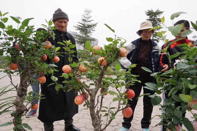 Trên khắp các trang mạng buôn bán cây cảnh, nhiều thương lái khẳng định những cây táo bonsai được trồng theo công nghệ cao cấp nên sai quả, tuyệt đối không có chuyện dùng keo để gắn quả.