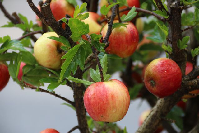 Mới đây trên mạng xã hội, nhiều người mua phải loại táo này đã đồng loạt chia sẻ cảnh báo mọi người rằng đây chỉ là loại táo giả.