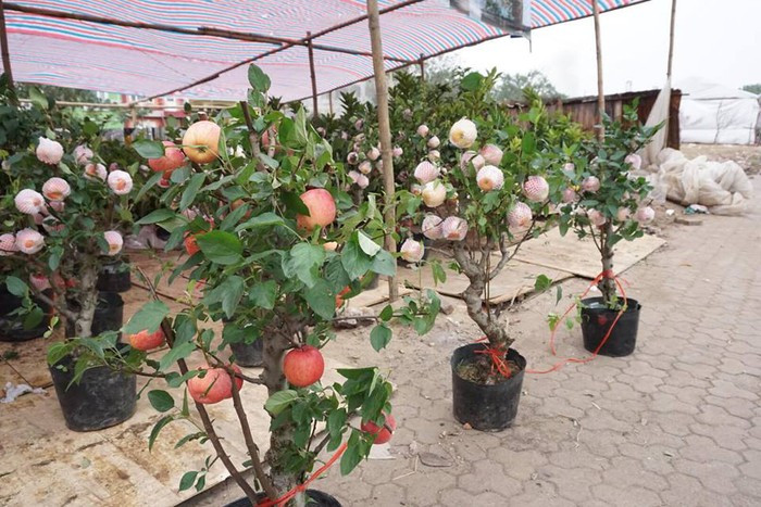 Quả thật, khi nhìn qua những chậu cây cảnh này, chắc chắn nhiều người sẽ cảm thấy thích thú bởi những quả táo tàu đỏ mọng hấp dẫn. Thế nhưng đến khi quan sát kỹ hơn vào phần lá và nụ hoa thì không ít người nhận ra đây chính là cây hoa dâm bụt.