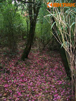 Đến với Sapa mùa hè, du khách còn tìm đến những khóm hoa đỗ quyên nở rực một trời Sapa, những con đường trải đầy những cánh hoa đỗ quyên.