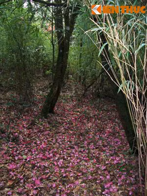 Đến với Sapa mùa hè, du khách còn tìm đến những khóm hoa đỗ quyên nở rực một trời Sapa, những con đường trải đầy những cánh hoa đỗ quyên.