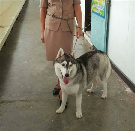 Sau khi câu chuyện được chia sẻ, rất nhiều dân mạng để lại bình luận hài hước như "Dương đông bằng dê nhằm kích tây, ai ngờ cô giáo đuổi dê ra ngoài, kích hông được mà mất suýt mất con dê quả là bá đạo" hay "Dắt chó lên giáo viên còn chấp nhận được. Bác dắt dê lên mùi kinh thì ngửi thế nào được, bảo sao cô không đuổi".