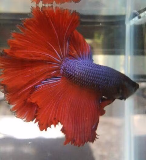 TP.HCM: Ngat ngay voi dan ca canh dep, doc, la-Hinh-7