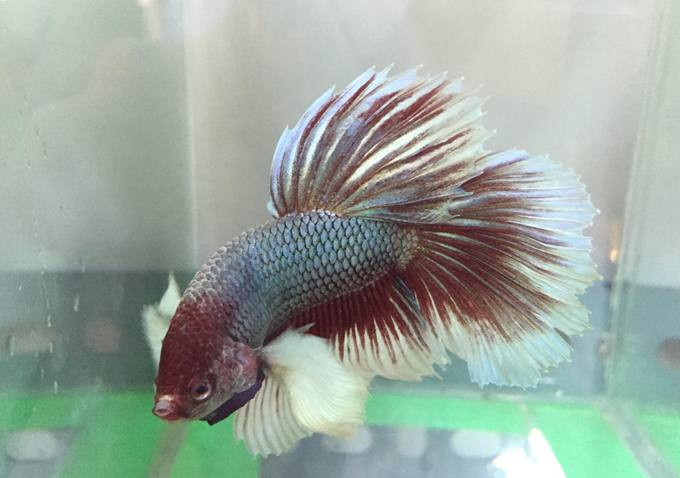 TP.HCM: Ngat ngay voi dan ca canh dep, doc, la-Hinh-8