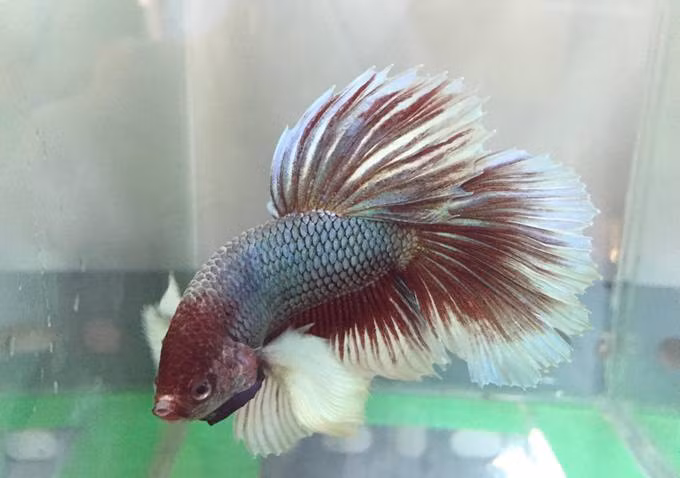 TP.HCM: Ngat ngay voi dan ca canh dep, doc, la-Hinh-8