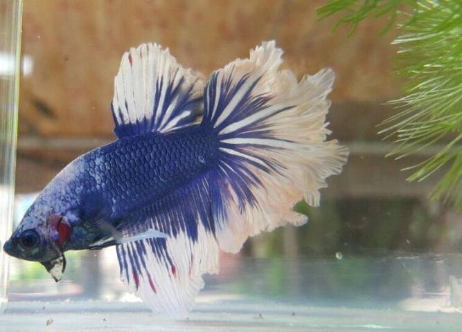 TP.HCM: Ngat ngay voi dan ca canh dep, doc, la-Hinh-6