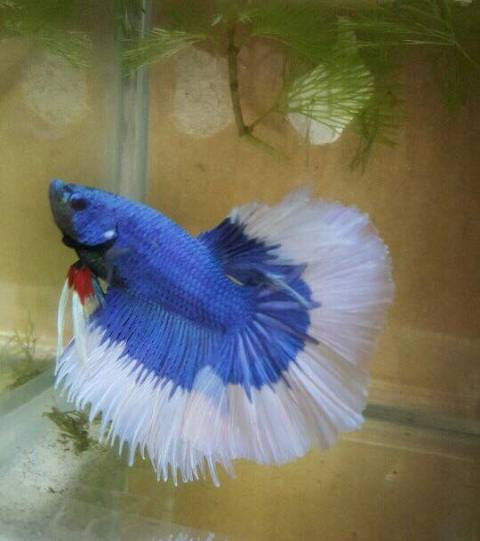 TP.HCM: Ngat ngay voi dan ca canh dep, doc, la-Hinh-5