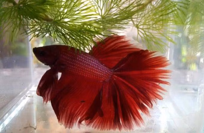 TP.HCM: Ngat ngay voi dan ca canh dep, doc, la-Hinh-14