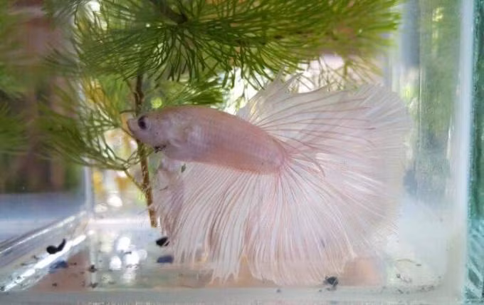 TP.HCM: Ngat ngay voi dan ca canh dep, doc, la-Hinh-15