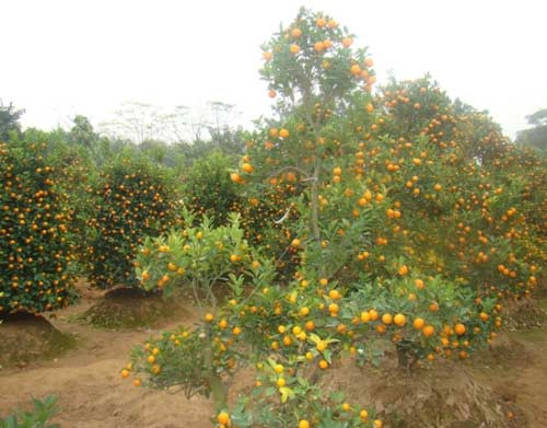 Nhờ đất đai màu mỡ và công chăm bón của người dân nên vườn quất cảnh nơi đây luôn trĩu cành và được uống tỉa, tạo dáng vô cùng khéo léo. Nhưng một lưu ý nhỏ cho các bạn đó là nếu muốn chụp ảnh ở vườn quất nào thì hãy xin phép các chủ vườn đàng hoàng để tránh gặp những phiền phức không đáng có.