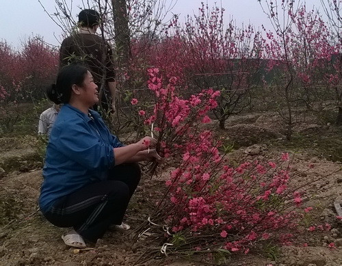 Làng đào Phú Thượng nằm cách trung tâm Hà Nội khoảng 4km về phía tây thuộc quận Tây Hồ, đây cũng là địa điểm trồng đào lớn thứ hai Hà Nội sau Nhật Tân. Đây cũng là nơi được giới trẻ miền Bắc tìm tới để thưởng đào cũng như sắm cây cảnh trong những ngày cận tết.