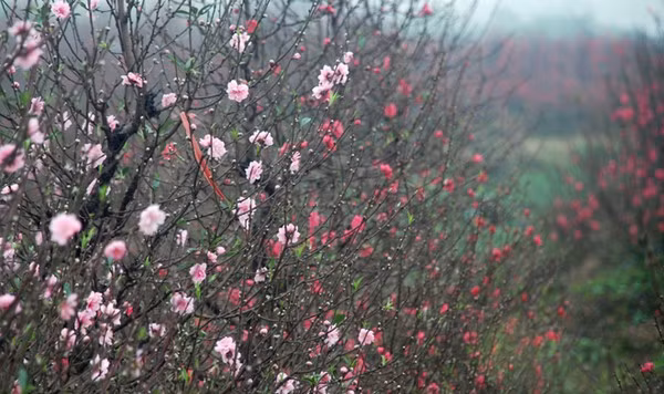 Đến làng đào Phú Thượng các bạn trẻ sẽ được chiêm ngưỡng những bông hoa khoe sắc thắm cho một năm mới ngập tràn niềm vui.