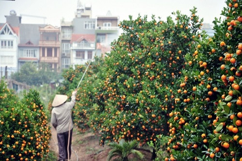 Địa điểm tiếp theo cũng được các bạn trẻ hay lui tới trong dịp cận Tết đó là vườn quất Tứ Liên. Quất ở đây được đánh giá là quả ngon và rất an toàn. Người dân ở đây trồng quất cảnh theo phương thức thủ công và không dùng chất bảo quản vì thế quất ở đây luôn được mọi người mua về làm cảnh dịp Tết.