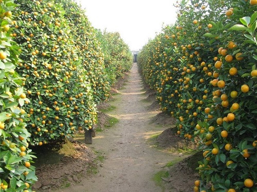 Không chỉ tới chụp ảnh mà nhiều bạn trẻ còn có thể mua quất ở những nhà vườn tại khu vực Tứ Liên về làm quà cho gia đình và bạn bè trong những ngày xuân sang.