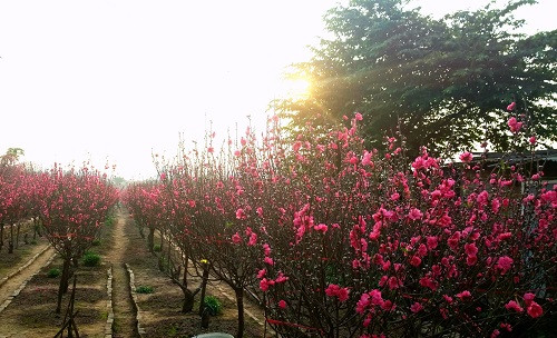 Địa điểm chụp ảnh hoa Tết đầu tiên được giới trẻ Hà thành tìm tới nhiều nhất trong dịp sát Tết đó là vườn đào Nhật Tân. Đây là khu vực nổi tiếng trồng đào lớn nhất Hà Nội. Nơi đây cung cấp đào phục vụ cho cả nước trong dịp Tết đến xuân về.