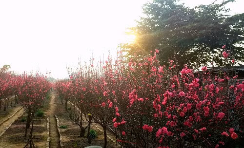 Địa điểm chụp ảnh hoa Tết đầu tiên được giới trẻ Hà thành tìm tới nhiều nhất trong dịp sát Tết đó là vườn đào Nhật Tân. Đây là khu vực nổi tiếng trồng đào lớn nhất Hà Nội. Nơi đây cung cấp đào phục vụ cho cả nước trong dịp Tết đến xuân về.