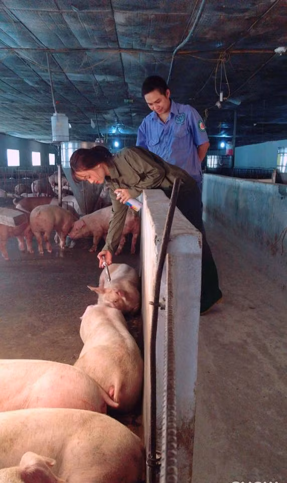 Theo tìm hiểu, hot girl chăn heo xinh đẹp có tên Đỗ Thị Nhàn, 21 tuổi, quê Hà Nam. Cô hiện là sinh viên năm cuối khoa Chăn nuôi, ngành Chăn nuôi thú y, Học viện Nông nghiệp Việt Nam.