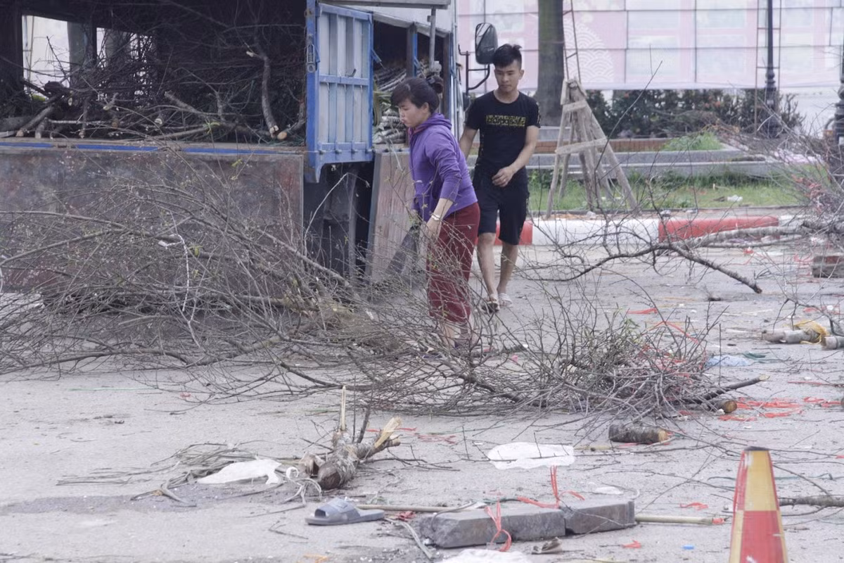 Không chỉ có những cây đào cả đất, năm nay nhiều tiểu thương ở Hà Nội cũng thất thủ với những cánh đào rừng khi chúng đã nở tung và đến 30 Tết thì hết hoa.