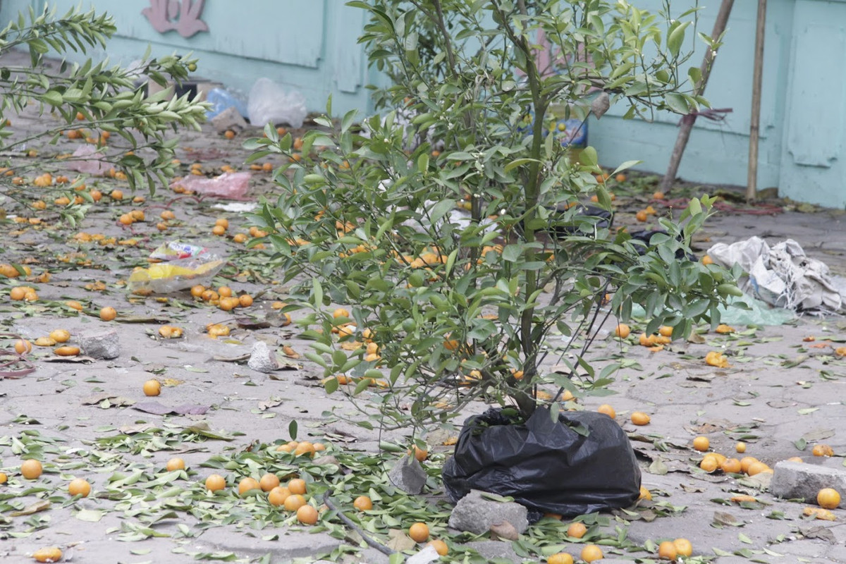 Chung số phận với các cây đào là cây quất khi chúng bị các tiểu thương bỏ lại bên đường sau khi không bán được cho khách.