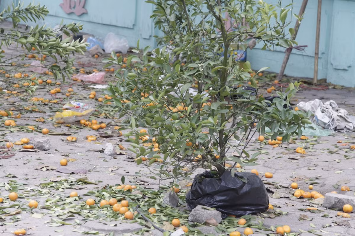 Chung số phận với các cây đào là cây quất khi chúng bị các tiểu thương bỏ lại bên đường sau khi không bán được cho khách.