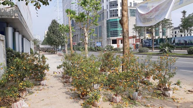 Công nhân công ty môi trường tất bật đưa hàng trăm cây quất lên xe chứa rác chuẩn bị ra bãi tập kết. Quất cảnh được tập kết tại khu vực xe chở rác.