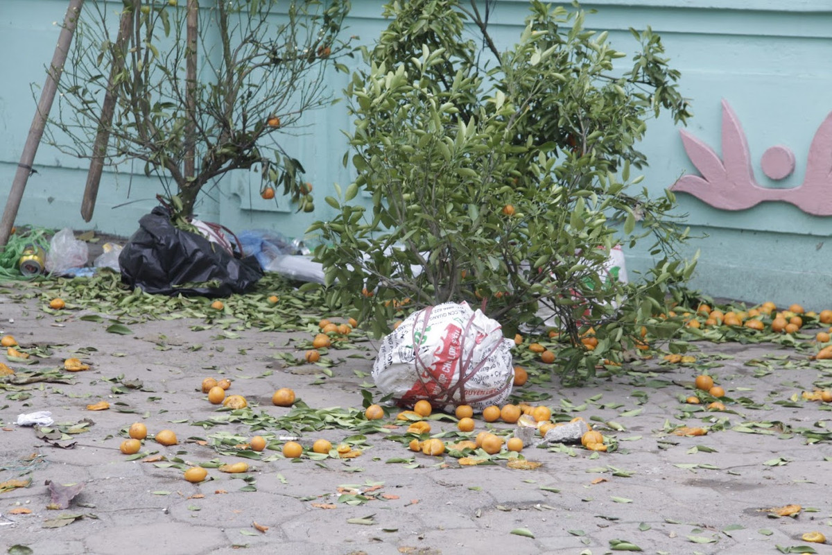 Chứng kiến cảnh đào, quất bị vứt đầy đường, nhiều người không khỏi xót xa.