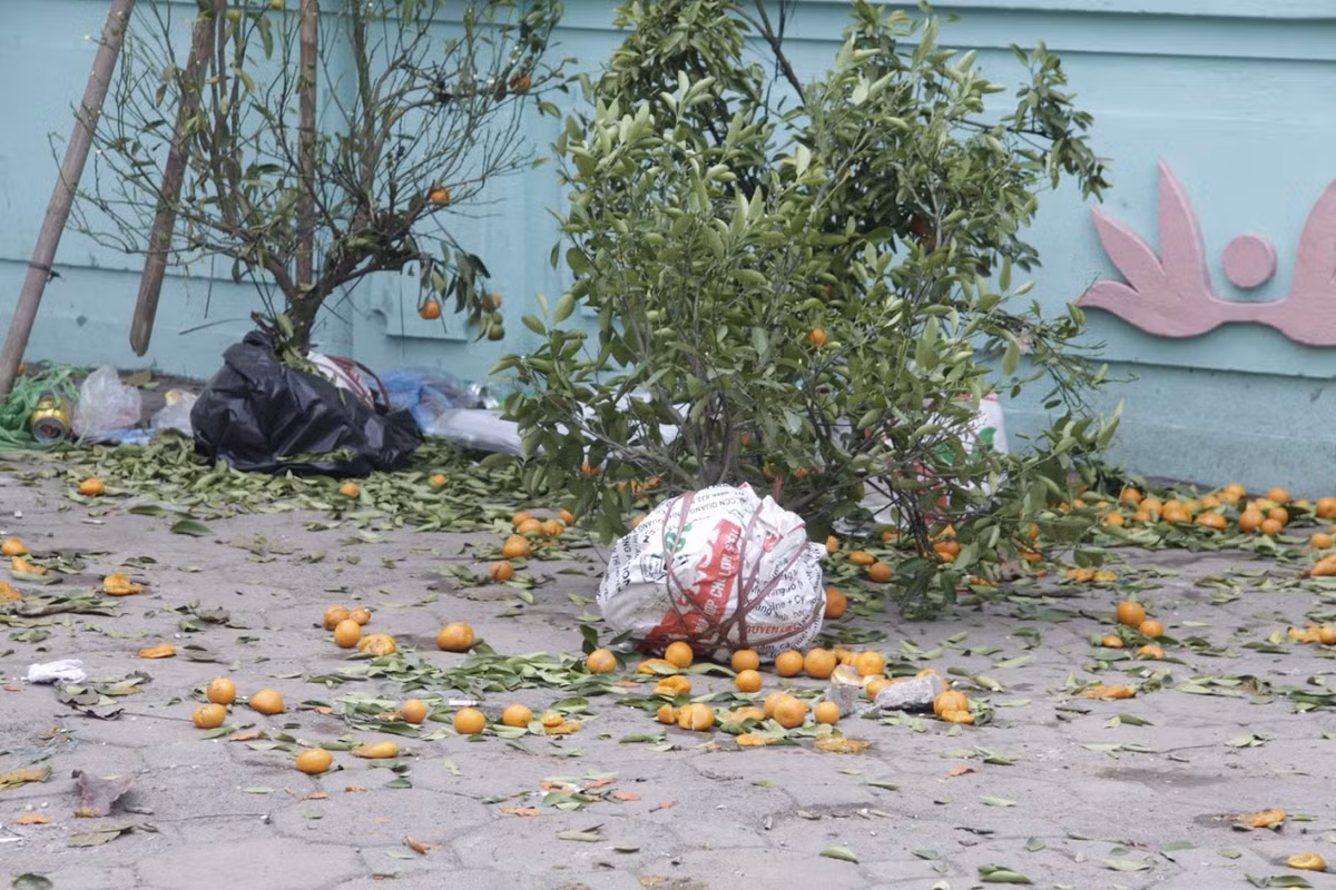 Chứng kiến cảnh đào, quất bị vứt đầy đường, nhiều người không khỏi xót xa.