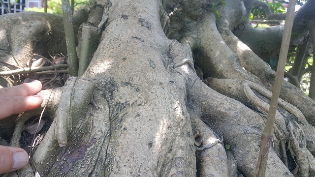 Thân bệ lên màu đồng, đặc trưng của sanh nam điền khi có tuổi.