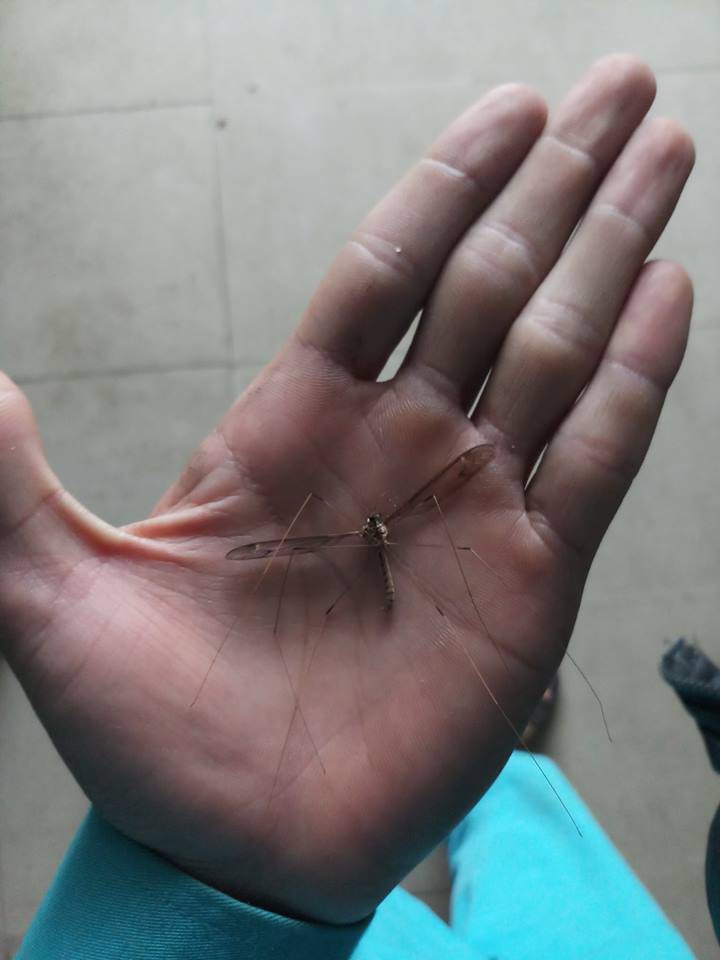 Một con muỗi nước được các bạn trẻ bắt sống và khoe trên mạng xã hội.