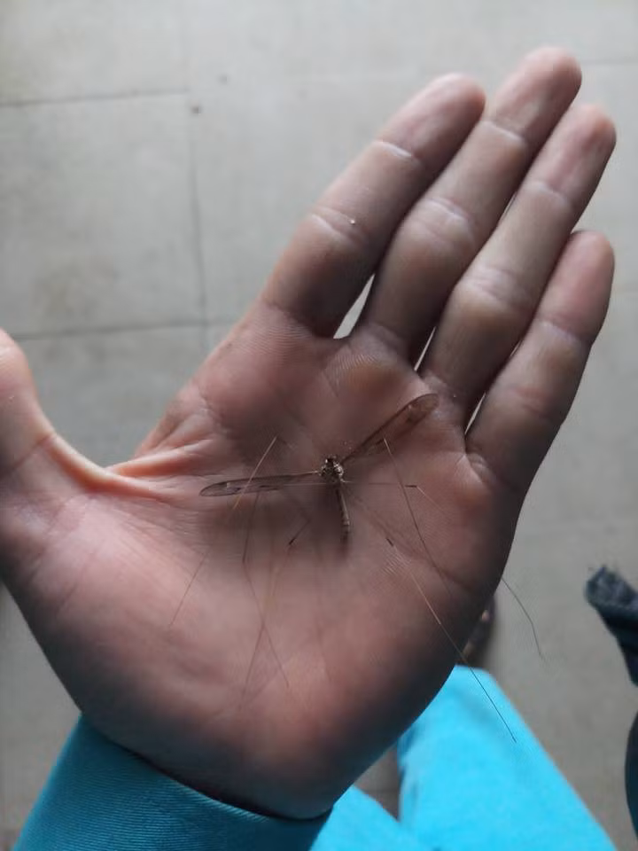 Một con muỗi nước được các bạn trẻ bắt sống và khoe trên mạng xã hội.