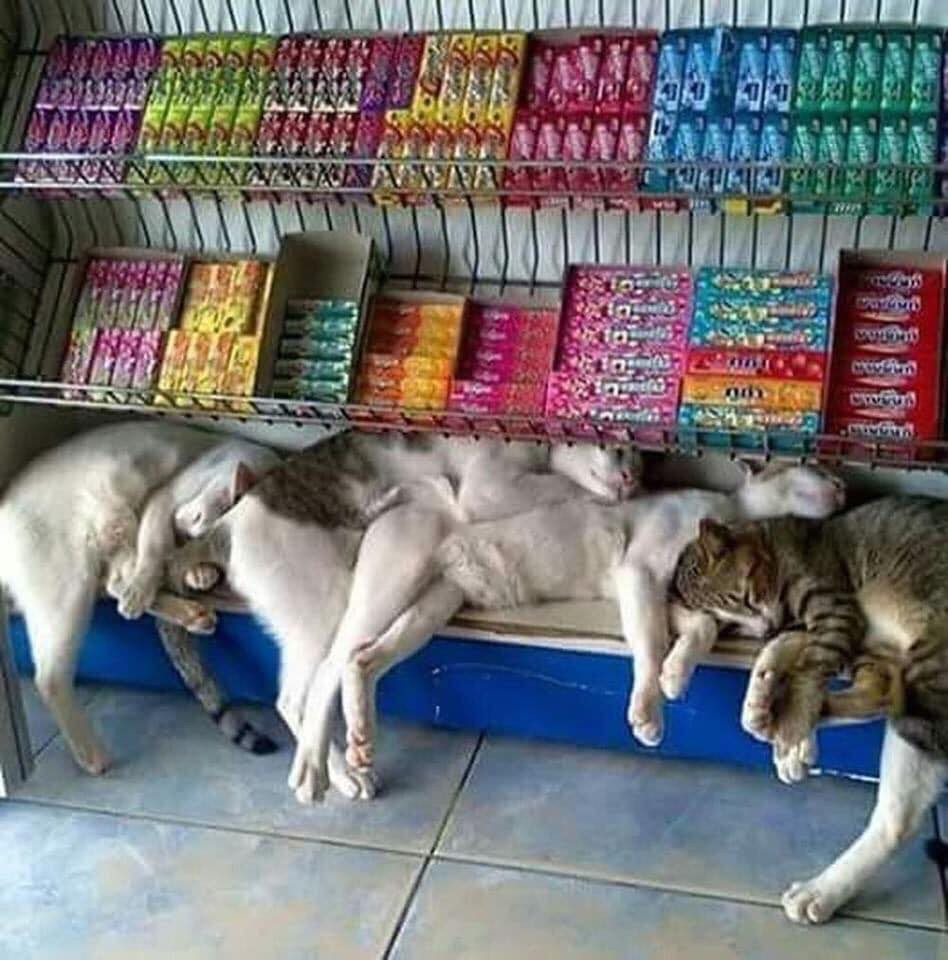 Mới đây trên MXH, các dân mạng đã đăng tải những bức ảnh các boss trốn nhà tìm đến siêu thị để tránh nóng. Ngay lập tức nó đã thu hút được sự chú ý và không ít bình luận hài hước đã được để lại.