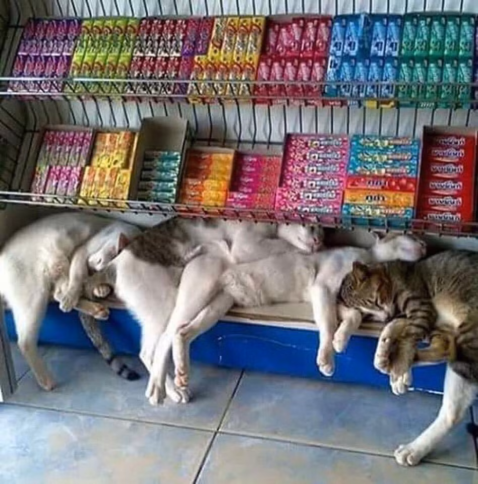 Mới đây trên MXH, các dân mạng đã đăng tải những bức ảnh các boss trốn nhà tìm đến siêu thị để tránh nóng. Ngay lập tức nó đã thu hút được sự chú ý và không ít bình luận hài hước đã được để lại.