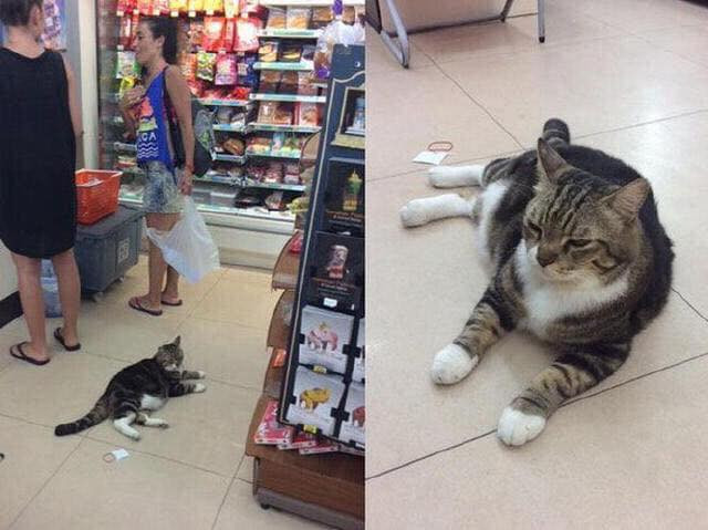 Thông thường, trong những ngày nắng nóng, các siêu thị sẽ để điều hòa rất thấp phần để phục vụ khách hàng, phần để bảo quản hàng hóa nên đây là địa điểm thích hợp để các boss tránh nóng.