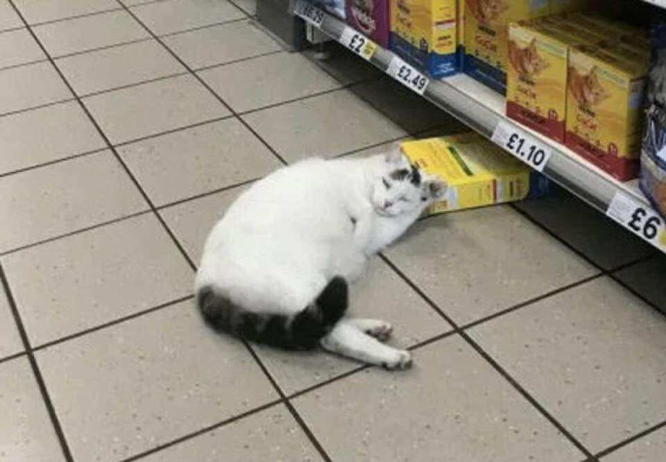 Mặc dù không được chào đón nhưng các boss vẫn hồn nhiên biến siêu thị trở thành địa điểm ngủ trưa của mình.