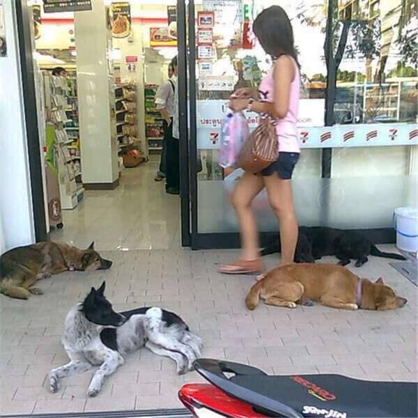 Mặc kệ những vị khách qua lại những boss vẫn tận hưởng cái mát mẻ được phát ra từ hệ thống điều hòa siêu thị.