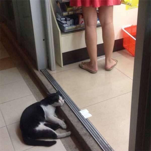 Chỉ cần khi cánh cửa kính siêu thị được mở ra, các boss sẽ được hưởng ké cái mát lạnh bên phía trong.