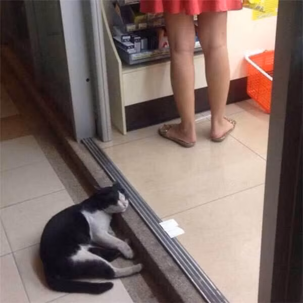 Chỉ cần khi cánh cửa kính siêu thị được mở ra, các boss sẽ được hưởng ké cái mát lạnh bên phía trong.