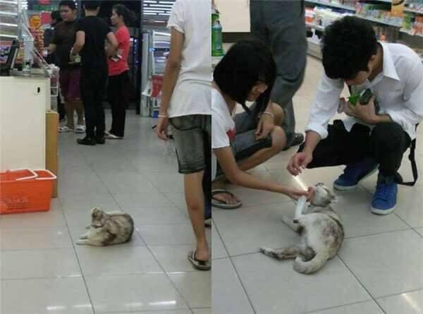 Nếu may mắn hơn, ngoài việc có giấc ngủ mát mẻ, các boss còn được ăn miễn phí từ những người đi mua hàng.