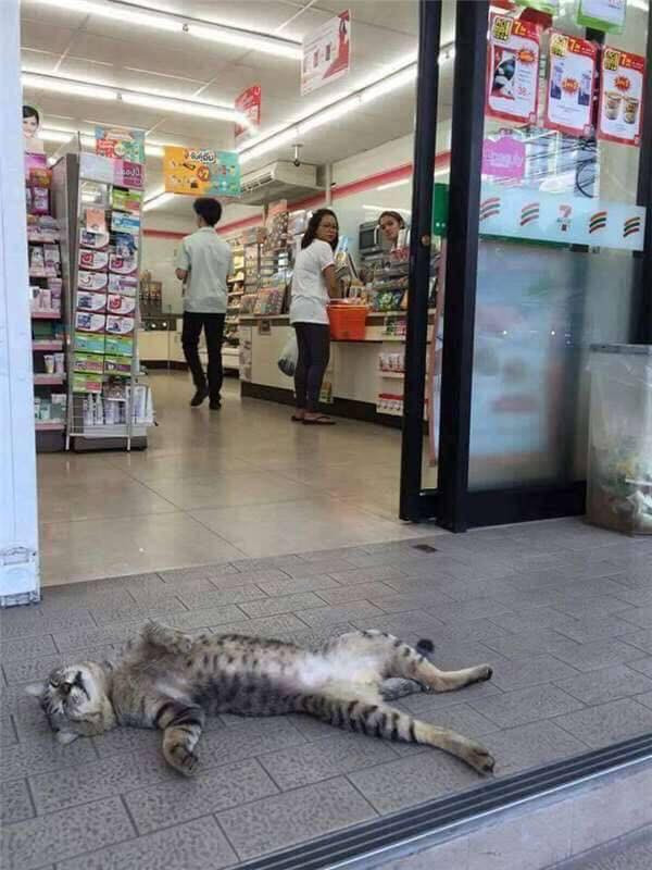 Những ngày vừa qua, trên khắp cả nước hình thái thời tiết chủ yếu là nắng nóng đỉnh điểm. Điều này khiến không chỉ các con sen mà cả các boss cũng cảm thấy vô cùng khó chịu.