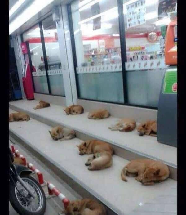 Không chỉ đi 1 mình mà các boss còn rủ thêm đồng bọn để giải nhiệt mùa hè.