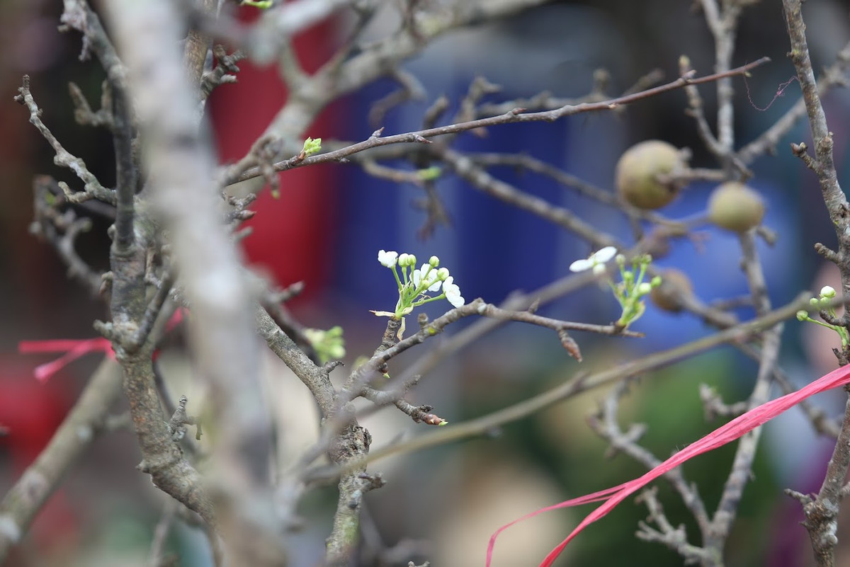 Nhiều cành lê được phát giá vài trăm nghìn đến 1 triệu đồng/cành. Có những cành to được bán hàng triệu đồng.