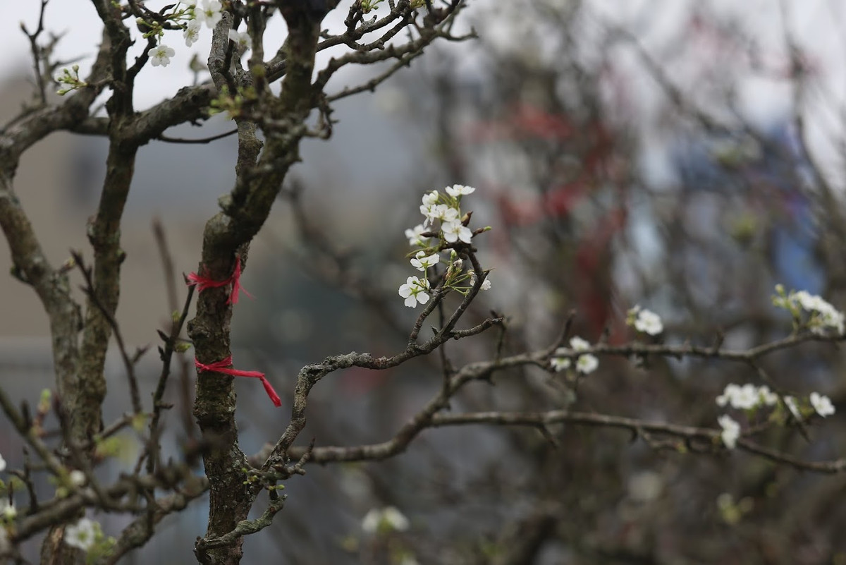 Cành lê mang thân hình càng xù xì, có nhiều lộc và hoa, thế đẹp sẽ được bán với giá cả triệu. Hoa lê bung nở, mang vẻ đẹp tự nhiên, hoang dã của núi rừng và sức sống mãnh liệt. Theo các tiểu thương, người dân có thể chơi hoa lê trong 2 tháng.
